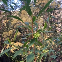 Dodonaea triquetra at Bundanoon, NSW - 8 Sep 2024