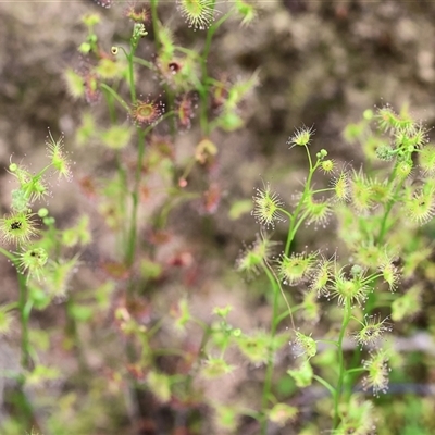 Drosera auriculata (Tall Sundew) at Albury, NSW - 9 Sep 2024 by KylieWaldon