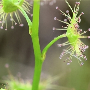 Drosera auriculata at Albury, NSW - 9 Sep 2024 10:18 AM