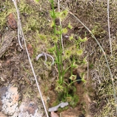 Drosera auriculata at Albury, NSW - 9 Sep 2024 10:18 AM