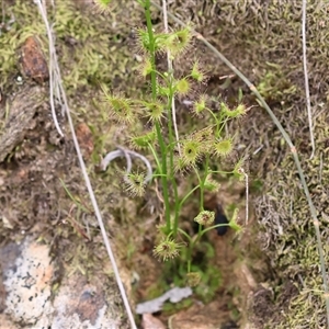 Drosera auriculata at Albury, NSW - 9 Sep 2024 10:18 AM