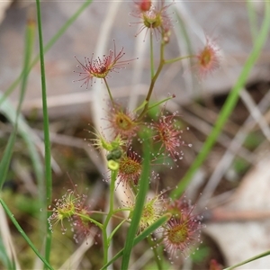 Drosera auriculata at Albury, NSW - 9 Sep 2024 10:18 AM