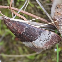 Uresiphita ornithopteralis (Tree Lucerne Moth) at Glenroy, NSW - 9 Sep 2024 by KylieWaldon