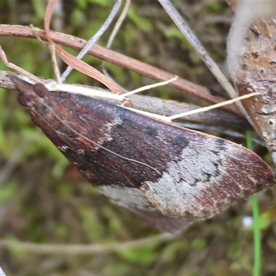 Uresiphita ornithopteralis (Tree Lucerne Moth) at Glenroy, NSW - 9 Sep 2024 by KylieWaldon