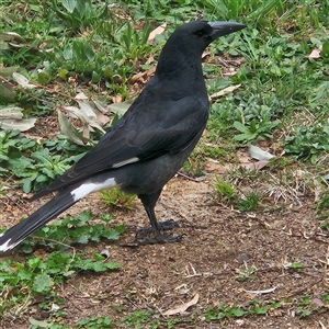 Strepera graculina at Kambah, ACT - 12 Sep 2024