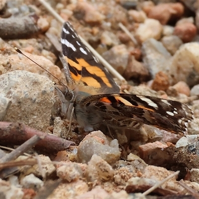 Vanessa kershawi (Australian Painted Lady) at Glenroy, NSW - 9 Sep 2024 by KylieWaldon