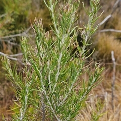 Ozothamnus rosmarinifolius (Rosemary Everlasting) at Tennent, ACT - 12 Sep 2024 by BethanyDunne