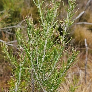 Ozothamnus rosmarinifolius at Tennent, ACT - 12 Sep 2024