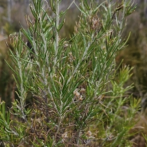 Ozothamnus rosmarinifolius at Tennent, ACT - 12 Sep 2024