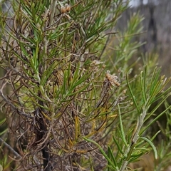 Ozothamnus rosmarinifolius at Tennent, ACT - 12 Sep 2024