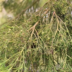 Exocarpos cupressiformis at Glenroy, NSW - 9 Sep 2024