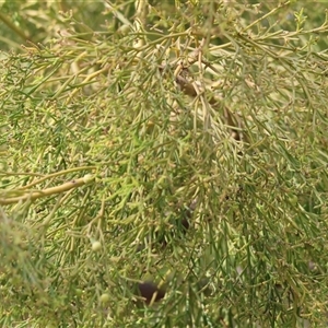 Exocarpos cupressiformis at Glenroy, NSW - 9 Sep 2024 10:14 AM