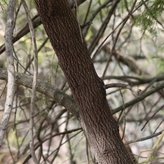 Exocarpos cupressiformis at Glenroy, NSW - 9 Sep 2024