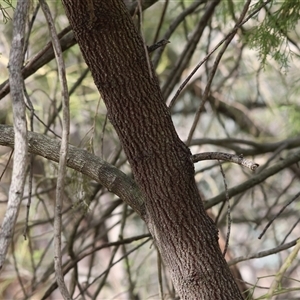 Exocarpos cupressiformis at Glenroy, NSW - 9 Sep 2024 10:14 AM