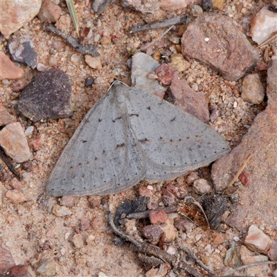 Taxeotis reserata (A Geometer moth) at Michelago, NSW - 11 Sep 2024 by DPRees125