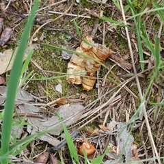 Unidentified Moth (Lepidoptera) at Glenroy, NSW - 9 Sep 2024 by KylieWaldon