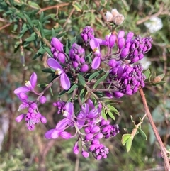 Comesperma ericinum (Heath Milkwort) at Bundanoon, NSW - 8 Sep 2024 by AnneG1