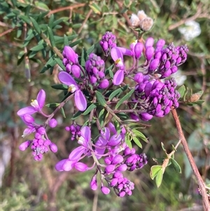 Comesperma ericinum at Bundanoon, NSW - 8 Sep 2024