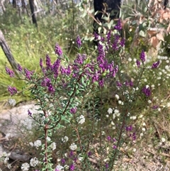 Comesperma ericinum at Bundanoon, NSW - 8 Sep 2024