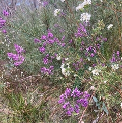 Comesperma ericinum at Bundanoon, NSW - 8 Sep 2024