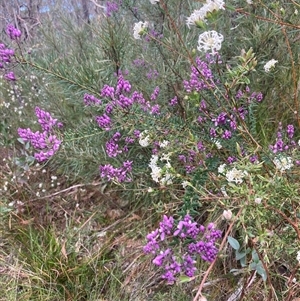 Comesperma ericinum at Bundanoon, NSW - 8 Sep 2024