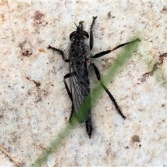 Unidentified Robber fly (Asilidae) at Albury, NSW - 9 Sep 2024 by KylieWaldon