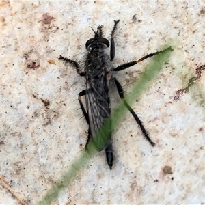 Asilidae (family) at Albury, NSW - 9 Sep 2024 10:19 AM