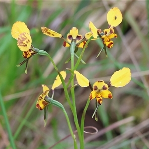 Diuris pardina at Albury, NSW - 9 Sep 2024