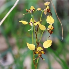 Diuris pardina at Albury, NSW - suppressed