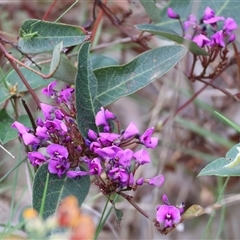 Hardenbergia violacea (False Sarsaparilla) at Albury, NSW - 9 Sep 2024 by KylieWaldon