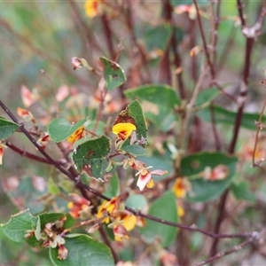 Platylobium formosum at Albury, NSW - 9 Sep 2024