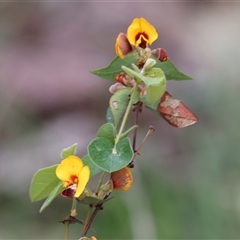 Platylobium formosum at Albury, NSW - 9 Sep 2024