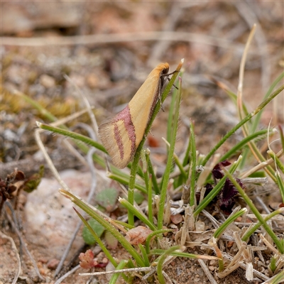 Coeranica isabella (A Concealer moth (Wingia group)) at Theodore, ACT - 11 Sep 2024 by DPRees125