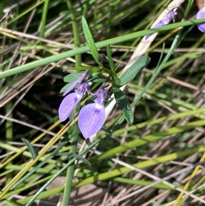 Hybanthus monopetalus at Bundanoon, NSW - 8 Sep 2024