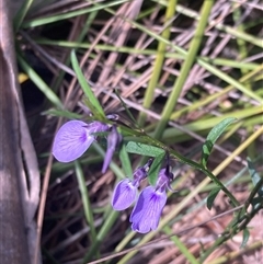 Hybanthus monopetalus at Bundanoon, NSW - 8 Sep 2024