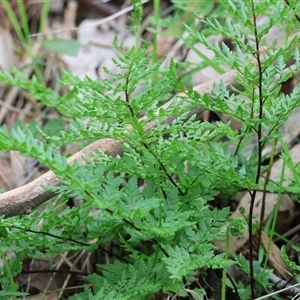 Cheilanthes austrotenuifolia at Albury, NSW - 9 Sep 2024 10:23 AM