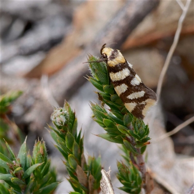 Tanyzancla argutella (A Concealer moth (Wingia group)) at Theodore, ACT - 11 Sep 2024 by DPRees125