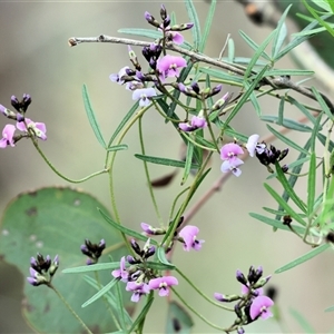 Glycine clandestina at Albury, NSW - 9 Sep 2024 10:21 AM