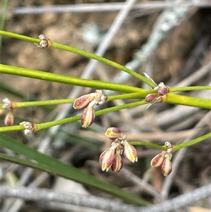 Lomandra multiflora at Bungonia, NSW - 11 Sep 2024