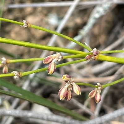 Lomandra multiflora (Many-flowered Matrush) at Bungonia, NSW - 11 Sep 2024 by JaneR