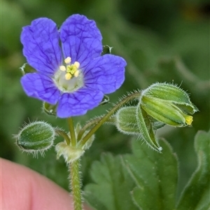 Erodium crinitum at Hawker, ACT - 12 Sep 2024