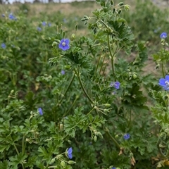 Erodium crinitum at Hawker, ACT - 12 Sep 2024