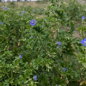 Erodium crinitum at Hawker, ACT - 12 Sep 2024