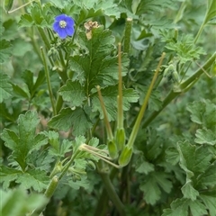 Erodium crinitum at Hawker, ACT - 12 Sep 2024