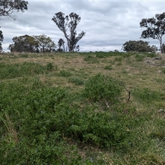 Erodium crinitum at Hawker, ACT - 12 Sep 2024