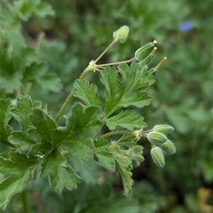 Erodium crinitum at Hawker, ACT - 12 Sep 2024