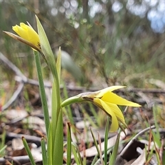 Diuris chryseopsis (Golden Moth) at Crace, ACT - 8 Sep 2024 by Bubbles