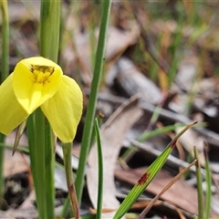 Diuris chryseopsis at Crace, ACT - suppressed