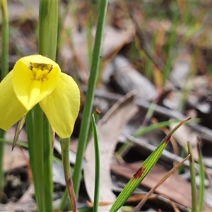 Diuris chryseopsis at Crace, ACT - 8 Sep 2024