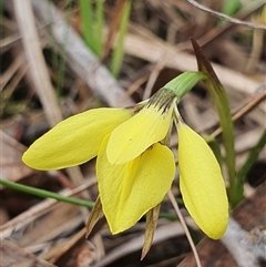 Diuris chryseopsis at Crace, ACT - suppressed
